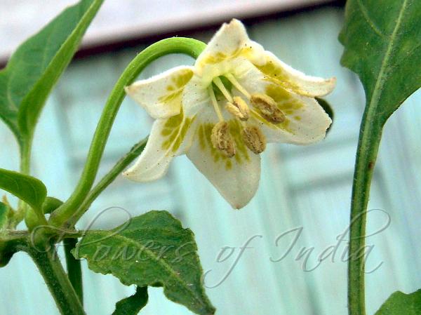 Capsicum Baccatum Var Pendulum Peruvian Pepper capsicum-baccatum-var-pendulum-peruvian-pepper